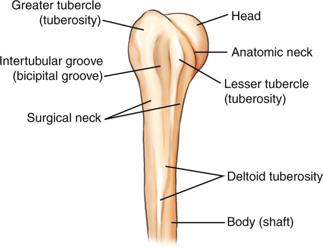 why-do-they-call-it-the-surgical-neck-of-the-humerus-the-trauma-pro